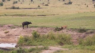 Buffalo mother watches as lioness takes her calf [upl. by Medovich]