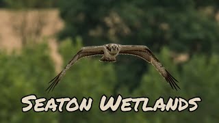 A day at Seaton Wetlands  Sooo many birds [upl. by Nigel]