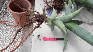 sansevieria rare repotting plants [upl. by Crow]