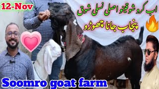 soomro goat farm visit gulabi nagra beetlet full size breeder 😱🔥❤️latest update 12Nov2024 [upl. by Padgett880]