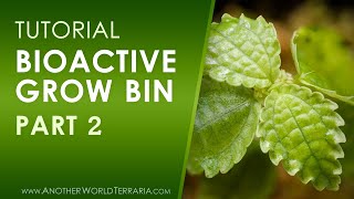 Bioactive Grow Bin Tutorial  Part 2 [upl. by Imak8]