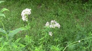 Valériane herbe à chat plante médicinale  Valerian catnip medicinal plant [upl. by Rol]