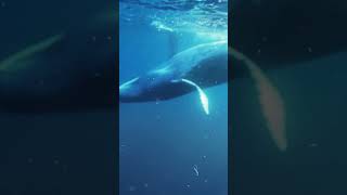 Whale Playing on the Waves 🐋🌊 whales whalesounds relaxing stressrelief natureheals underwater [upl. by Aidroc]