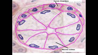 Histology of exocrine gland  salivary glands with easy identification technique [upl. by Malo755]