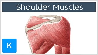 Muscles of the shoulder joint and girdle  Human Anatomy  Kenhub [upl. by Barrus]