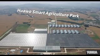 Yuhua Greenhouse Glass Project——Huawo Smart Agriculture Park [upl. by Isabelita467]