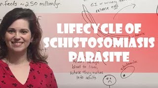 Lifecycle of Schistosomiasis Parasite [upl. by Keen198]