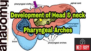 DEVELOPMENT OF HEAD amp NECK  PHARYNGEAL ARCHES  TREACHER COLLINS amp PIERRE ROBIN SYNDROME  NEXT [upl. by Laerol]