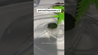 yeni evcil hayvanım🐢💚 sukaplumbağası [upl. by Arelc332]