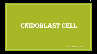 Cnidoblast cell [upl. by Annodam]