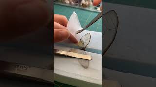 Butterfly pinning methodamber phartom butterfly trending 🦋 trendingshorts insectdiversity [upl. by Naahs]