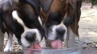 Boxer dogs drinking coconut water ASMR [upl. by Abrahan]