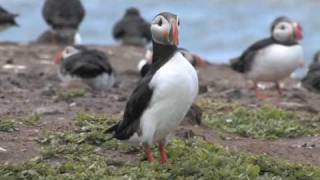 Puffins on Inner Farne [upl. by Akalam386]