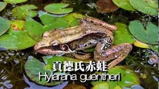 Hylarana guentheri 貢德氏赤蛙 [upl. by Ille]