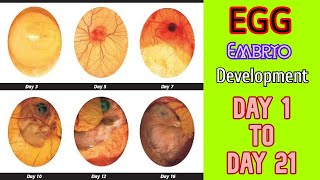 EGG EMBRYO DEVELOPMENT DAY BY DAY  Egg candling day 1 to 21  Hatching egg [upl. by Dyraj]