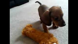 Dachshund Puppy Tom barking at his reflection [upl. by Sheline]