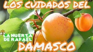 Los cuidados del damasco o albaricoque ARBOL DE DAMASCOS•Prunus armeniaca•5TaTemporada [upl. by Milano]