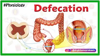 Physiology of Defecation Animation  Defecation reflex  Constipation [upl. by Kraska]