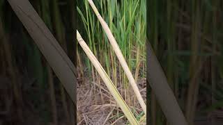 Arrows shafts materials phragmites [upl. by Claudia133]