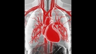 cardiovascular system anatomy review blood vessel strutrue and function [upl. by Tyson569]