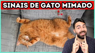 9 Sinais de Que Seu Gato É MIMADO [upl. by Ebaj]