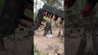 Amazing Wild Boar Trap Using Opposite pieces wildboar pigtrap wildboartrapshortvideo [upl. by Roos912]