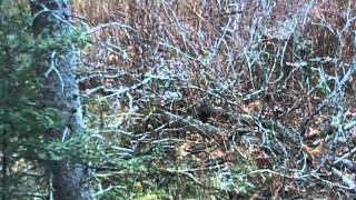 White Weasel  Ermine in the UP of Michigan [upl. by Tierza]