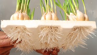 Excellent idea  Hydroponic Garlic Onion Cultivation at Home for Beginners [upl. by Eterg]