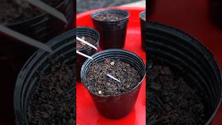 Growing Melon from Seed melon seeding v87garden shorts [upl. by Celine]