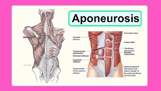 aponeurosis [upl. by Doubler]