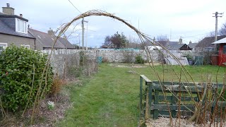 Pollarding Willow And Making A Willow Archway [upl. by Ricca86]