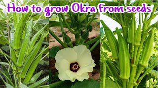 How to grow okra from seeds at home till harvest  Growing Okra from seeds by NY SOKHOM [upl. by Arret]