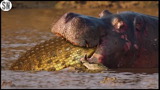 Crocodile Enters The Body of a Hippo After Killing it [upl. by Sutsugua]