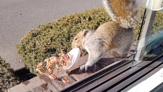 The squirrels are starting the new year mischievously [upl. by Shaun]