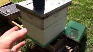 Make a Queenless Beehive Split [upl. by Patrizio443]