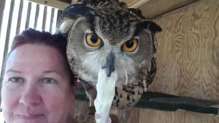 Eagle owl working for his lunch 020416 [upl. by Zobkiw]