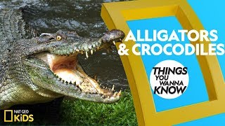 Cool Facts About Alligators and Crocodiles  Things You Wanna Know [upl. by Grinnell940]