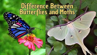 Differences Between Butterflies and Moths  Are Moths and Butterflies the same [upl. by Belter]