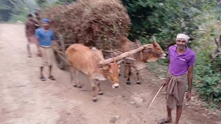 PART 2 VILLAGE VIEW WITH TRACTOR 2024 VIDEO [upl. by Nnaarual]