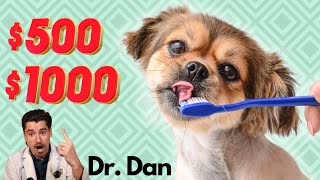 How Much is a Dog Dental Cleaning [upl. by Louis63]