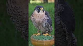 Peregrine Falcon Sound Video Bird Call Nature Sound Effect [upl. by Airreis]