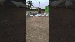 Pigeon videos ❤️♥️🥰🧡😍😍🐦❤️😍😍 [upl. by Eneles]