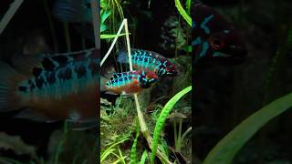 Ivanacara Bimaculata customaquarium fishtank cichlid aquascape [upl. by Eentirb725]