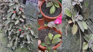 How to Plant Episcia without soil [upl. by O'Hara]