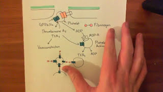 Platelet Adhesion Activation and Aggregation Part 2 [upl. by Sualokcin]