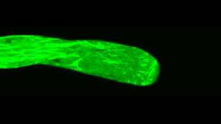 Polar Cell Growth Machinery in Pollen Tubes Supplemental Video 6 [upl. by Libyc]