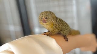 Very Cute Tiny Marmoset Monkey [upl. by Uv815]