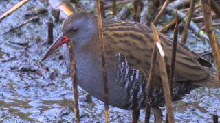 Water Rail  Rallus aquaticus [upl. by Avitzur396]