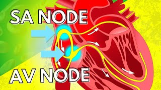 The Pacemaker Potential of the SA Node and the AV Node [upl. by Philina]