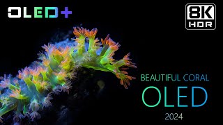 OLED DEMO  Beautiful Coral Reef in 8K HDR  Dolby Vision™ [upl. by Ynahpets]